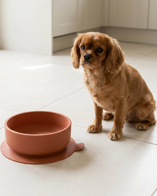Avibe PressBase Silicone Suction Pet Bowl Clay 20 oz